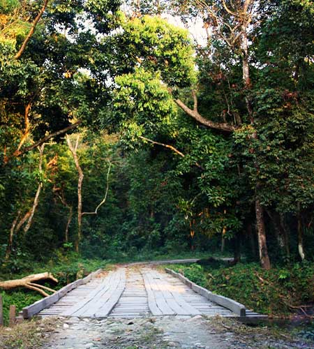 Chilapata Forest